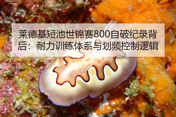 莱德基短池世锦赛800自破纪录背后：耐力训练体系与划频控制逻辑